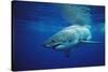 Great White Shark, Carcharodon Carcharias, Mexico, Pacific Ocean, Guadalupe-Reinhard Dirscherl-Stretched Canvas