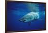 Great White Shark, Carcharodon Carcharias, Mexico, Pacific Ocean, Guadalupe-Reinhard Dirscherl-Framed Premium Photographic Print