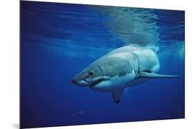 Great White Shark, Carcharodon Carcharias, Mexico, Pacific Ocean, Guadalupe-Reinhard Dirscherl-Mounted Premium Photographic Print