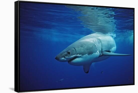 Great White Shark, Carcharodon Carcharias, Mexico, Pacific Ocean, Guadalupe-Reinhard Dirscherl-Framed Stretched Canvas