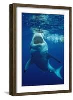 Great White Shark, Carcharodon Carcharias, Mexico, Pacific Ocean, Guadalupe-Reinhard Dirscherl-Framed Photographic Print