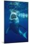 Great White Shark, Carcharodon Carcharias, Mexico, Pacific Ocean, Guadalupe-Reinhard Dirscherl-Mounted Photographic Print