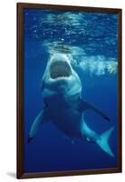 Great White Shark, Carcharodon Carcharias, Mexico, Pacific Ocean, Guadalupe-Reinhard Dirscherl-Framed Photographic Print