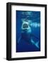 Great White Shark, Carcharodon Carcharias, Mexico, Pacific Ocean, Guadalupe-Reinhard Dirscherl-Framed Photographic Print