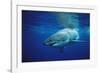 Great White Shark, Carcharodon Carcharias, Mexico, Pacific Ocean, Guadalupe-Reinhard Dirscherl-Framed Photographic Print