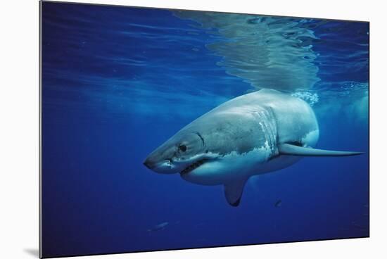 Great White Shark, Carcharodon Carcharias, Mexico, Pacific Ocean, Guadalupe-Reinhard Dirscherl-Mounted Photographic Print