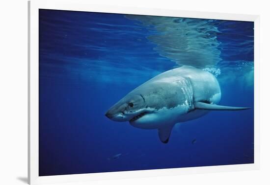 Great White Shark, Carcharodon Carcharias, Mexico, Pacific Ocean, Guadalupe-Reinhard Dirscherl-Framed Photographic Print