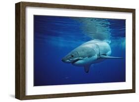 Great White Shark, Carcharodon Carcharias, Mexico, Pacific Ocean, Guadalupe-Reinhard Dirscherl-Framed Photographic Print