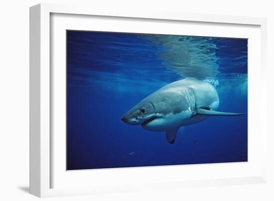 Great White Shark, Carcharodon Carcharias, Mexico, Pacific Ocean, Guadalupe-Reinhard Dirscherl-Framed Photographic Print