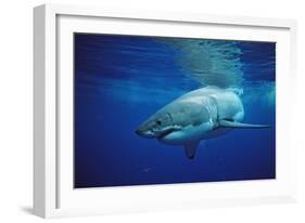 Great White Shark, Carcharodon Carcharias, Mexico, Pacific Ocean, Guadalupe-Reinhard Dirscherl-Framed Photographic Print