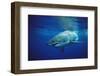 Great White Shark, Carcharodon Carcharias, Mexico, Pacific Ocean, Guadalupe-Reinhard Dirscherl-Framed Photographic Print