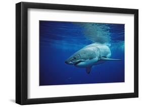 Great White Shark, Carcharodon Carcharias, Mexico, Pacific Ocean, Guadalupe-Reinhard Dirscherl-Framed Photographic Print