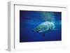 Great White Shark, Carcharodon Carcharias, Mexico, Pacific Ocean, Guadalupe-Reinhard Dirscherl-Framed Photographic Print