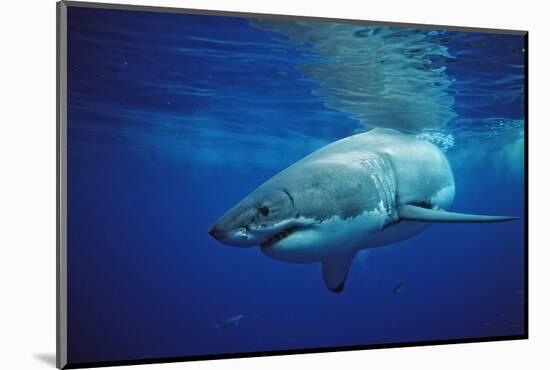 Great White Shark, Carcharodon Carcharias, Mexico, Pacific Ocean, Guadalupe-Reinhard Dirscherl-Mounted Photographic Print