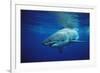 Great White Shark, Carcharodon Carcharias, Mexico, Pacific Ocean, Guadalupe-Reinhard Dirscherl-Framed Photographic Print