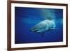 Great White Shark, Carcharodon Carcharias, Mexico, Pacific Ocean, Guadalupe-Reinhard Dirscherl-Framed Photographic Print