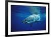 Great White Shark, Carcharodon Carcharias, Mexico, Pacific Ocean, Guadalupe-Reinhard Dirscherl-Framed Photographic Print