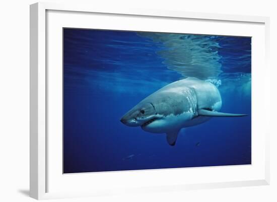 Great White Shark, Carcharodon Carcharias, Mexico, Pacific Ocean, Guadalupe-Reinhard Dirscherl-Framed Photographic Print