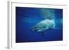 Great White Shark, Carcharodon Carcharias, Mexico, Pacific Ocean, Guadalupe-Reinhard Dirscherl-Framed Photographic Print