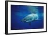 Great White Shark, Carcharodon Carcharias, Mexico, Pacific Ocean, Guadalupe-Reinhard Dirscherl-Framed Photographic Print