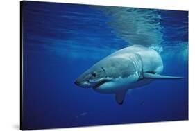 Great White Shark, Carcharodon Carcharias, Mexico, Pacific Ocean, Guadalupe-Reinhard Dirscherl-Stretched Canvas