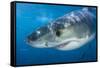 Great White Shark (Carcharodon Carcharias) Portrait, Guadalupe Island, Mexico. Pacific Ocean-Alex Mustard-Framed Stretched Canvas