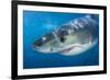 Great White Shark (Carcharodon Carcharias) Portrait, Guadalupe Island, Mexico. Pacific Ocean-Alex Mustard-Framed Photographic Print