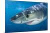 Great White Shark (Carcharodon Carcharias) Portrait, Guadalupe Island, Mexico. Pacific Ocean-Alex Mustard-Mounted Photographic Print