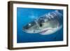 Great White Shark (Carcharodon Carcharias) Portrait, Guadalupe Island, Mexico. Pacific Ocean-Alex Mustard-Framed Photographic Print