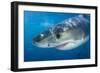 Great White Shark (Carcharodon Carcharias) Portrait, Guadalupe Island, Mexico. Pacific Ocean-Alex Mustard-Framed Photographic Print