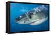 Great White Shark (Carcharodon Carcharias) Portrait, Guadalupe Island, Mexico. Pacific Ocean-Alex Mustard-Framed Stretched Canvas