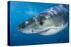 Great White Shark (Carcharodon Carcharias) Portrait, Guadalupe Island, Mexico. Pacific Ocean-Alex Mustard-Stretched Canvas