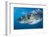 Great White Shark (Carcharodon Carcharias) Portrait, Guadalupe Island, Mexico. Pacific Ocean-Alex Mustard-Framed Photographic Print