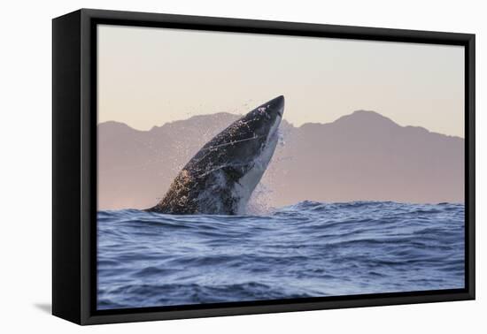 Great White Shark (Carcharodon Carcharias)-David Jenkins-Framed Stretched Canvas