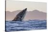 Great White Shark (Carcharodon Carcharias)-David Jenkins-Stretched Canvas