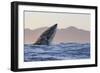 Great White Shark (Carcharodon Carcharias)-David Jenkins-Framed Photographic Print