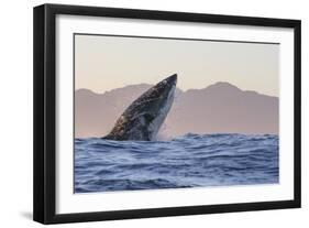 Great White Shark (Carcharodon Carcharias)-David Jenkins-Framed Photographic Print