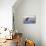 Great White Shark (Carcharodon Carcharias)-David Jenkins-Mounted Photographic Print displayed on a wall