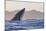 Great White Shark (Carcharodon Carcharias)-David Jenkins-Mounted Photographic Print