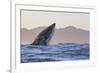 Great White Shark (Carcharodon Carcharias)-David Jenkins-Framed Photographic Print