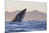 Great White Shark (Carcharodon Carcharias)-David Jenkins-Mounted Photographic Print