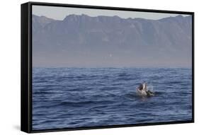 Great White Shark (Carcharodon Carcharias)-David Jenkins-Framed Stretched Canvas