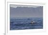 Great White Shark (Carcharodon Carcharias)-David Jenkins-Framed Photographic Print