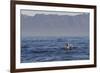 Great White Shark (Carcharodon Carcharias)-David Jenkins-Framed Photographic Print