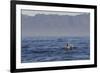 Great White Shark (Carcharodon Carcharias)-David Jenkins-Framed Photographic Print