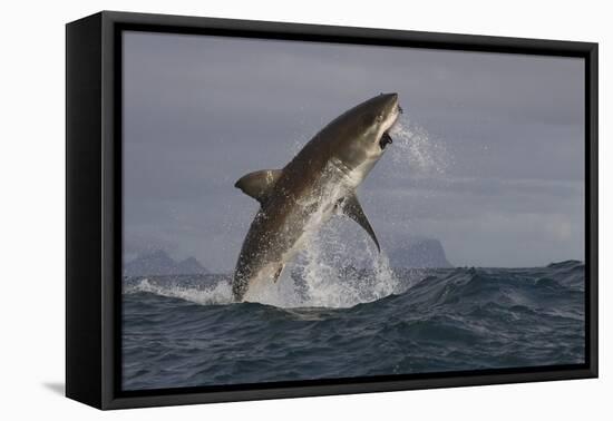 Great White Shark (Carcharodon Carcharias)-David Jenkins-Framed Stretched Canvas