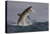 Great White Shark (Carcharodon Carcharias)-David Jenkins-Stretched Canvas