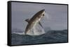 Great White Shark (Carcharodon Carcharias)-David Jenkins-Framed Stretched Canvas