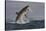 Great White Shark (Carcharodon Carcharias)-David Jenkins-Stretched Canvas