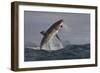 Great White Shark (Carcharodon Carcharias)-David Jenkins-Framed Photographic Print